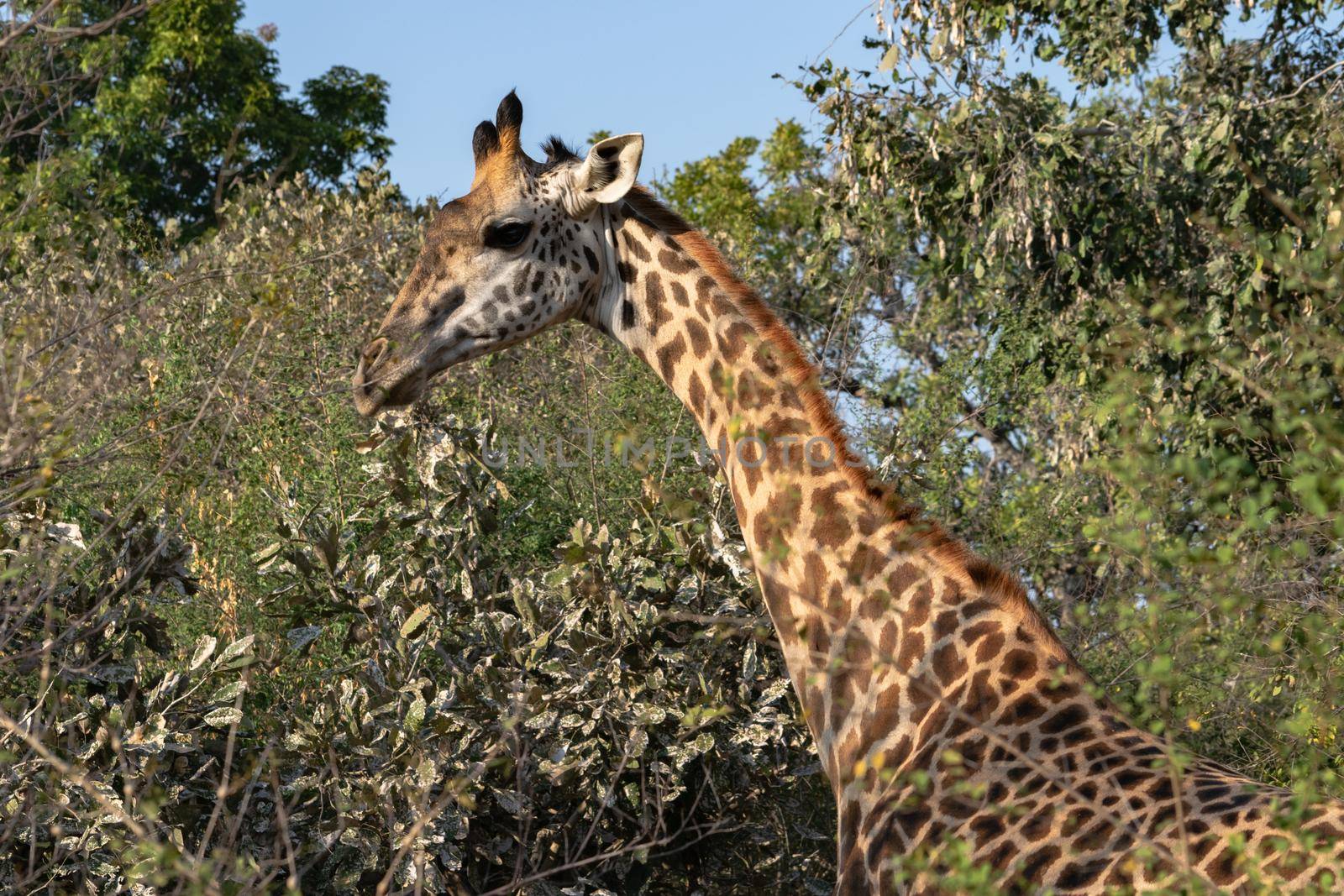 A close-up of a huge giraffe eating in the bush