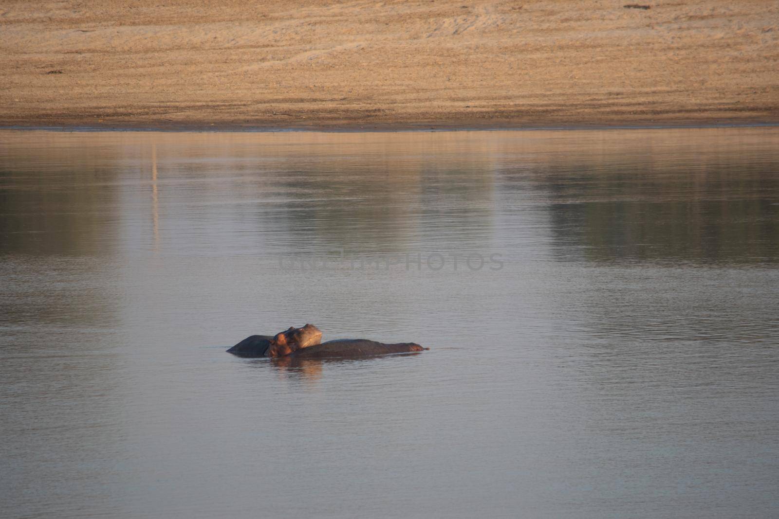 Amazing view of a group of hippos resting in an African river by silentstock639