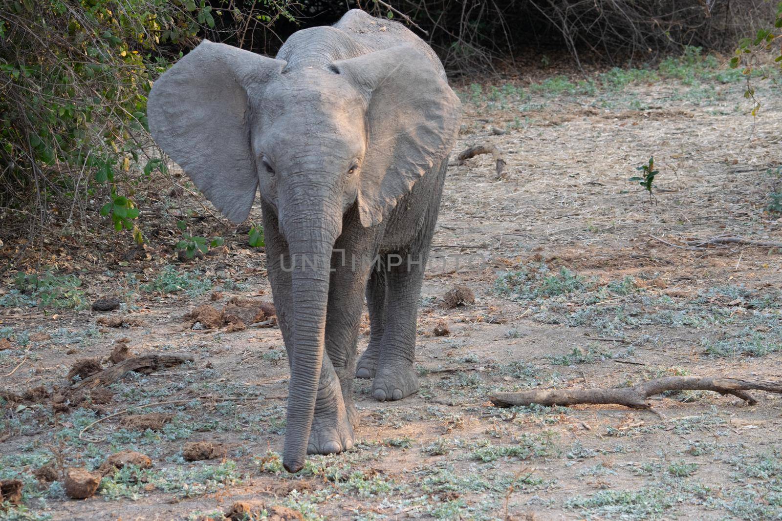 Amazing close up of an elephant cub on the sandy banks of an African river by silentstock639