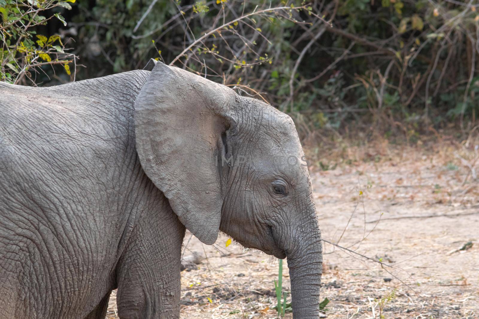 Amazing close up of an elephant cub on the sandy banks of an African river by silentstock639