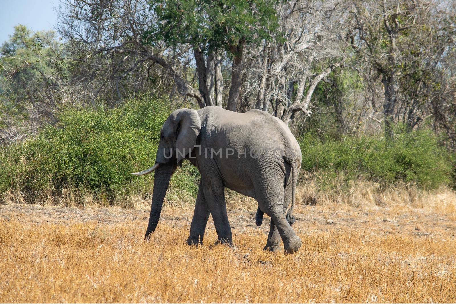 An amazing close up of a huge elephant moving in the bush