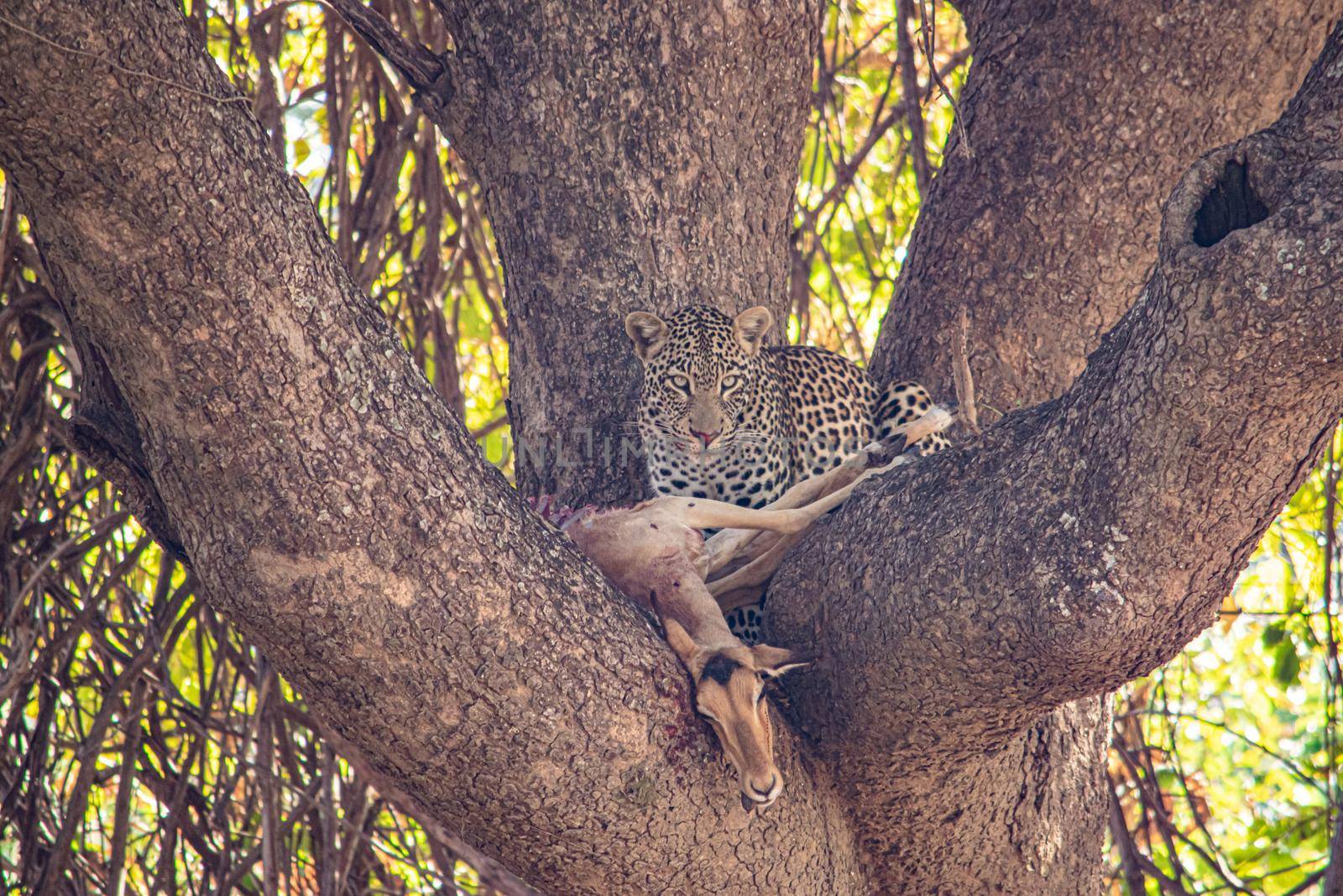 A close-up of a leopard eating an impala on a tree