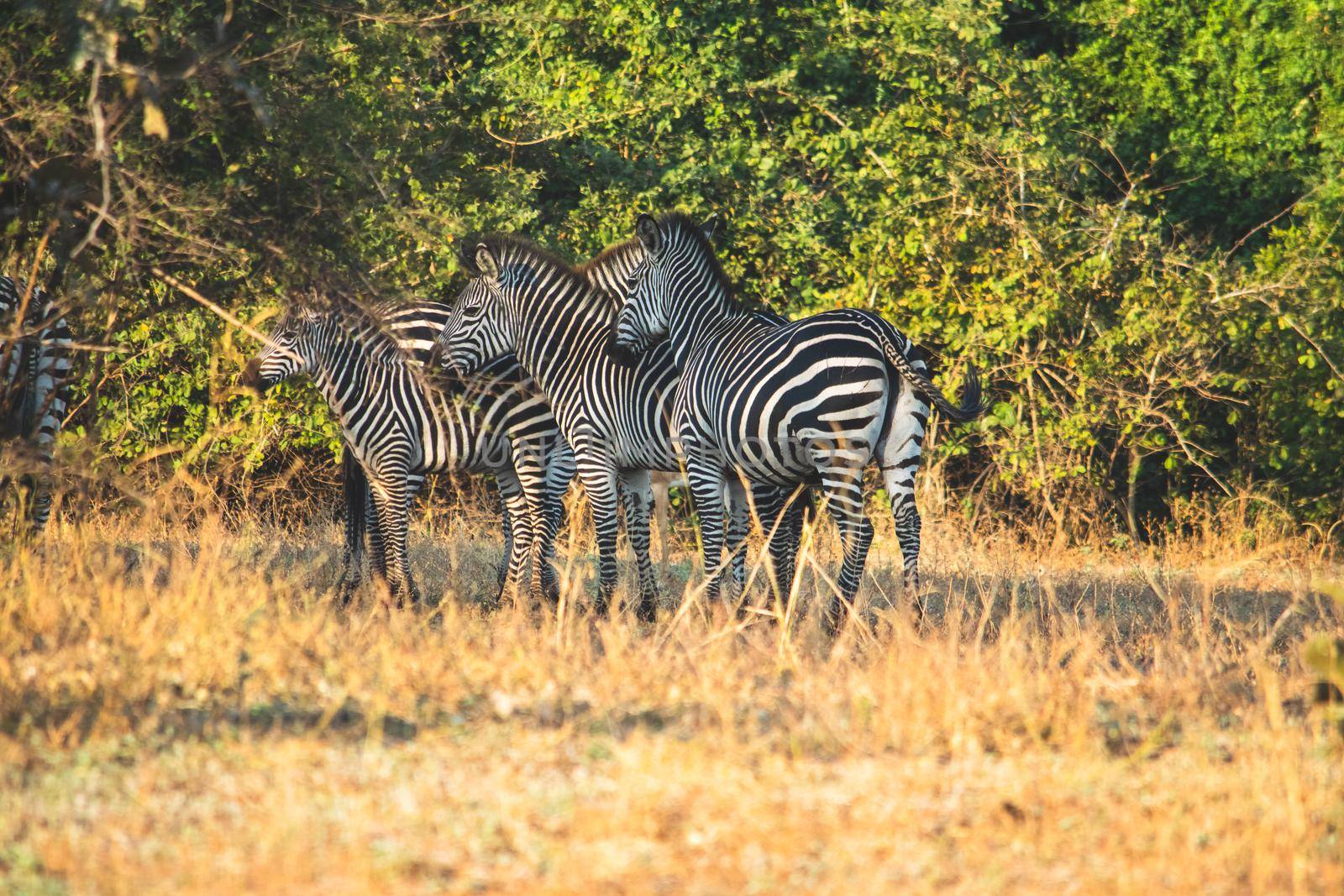 A close-up of a group of zebras standing in the savanna