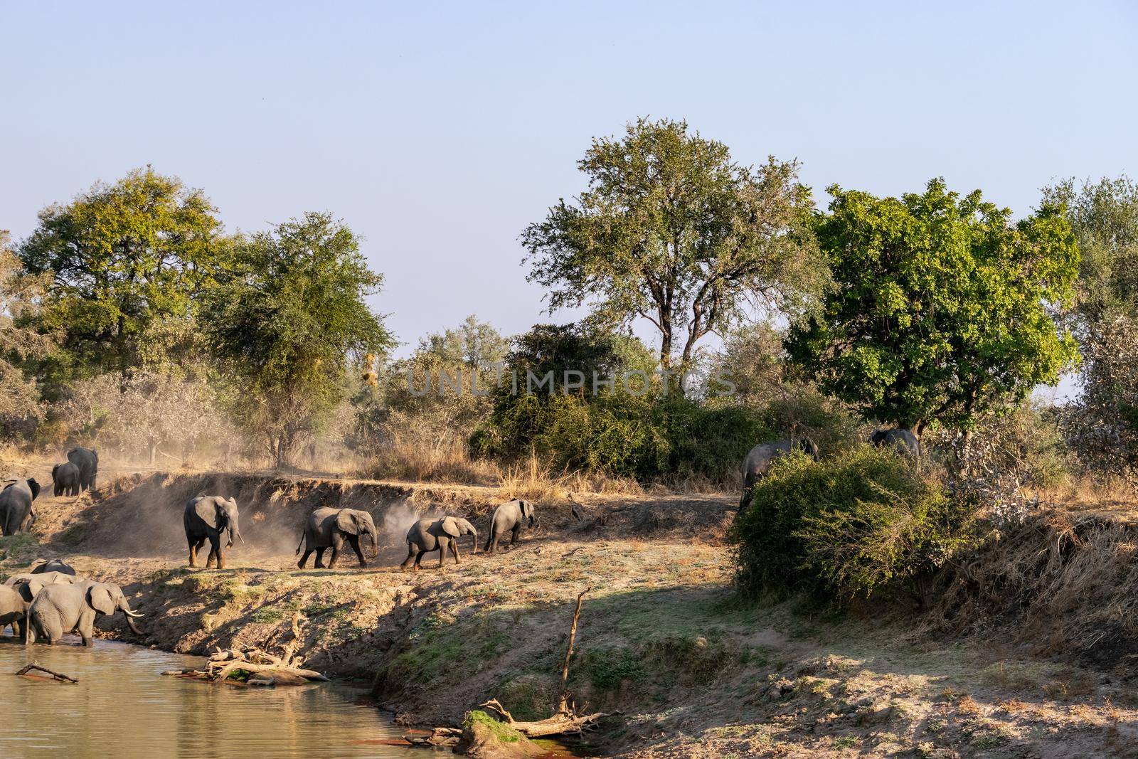 Amazing close up of a huge elephants group crossing the waters of an African river by silentstock639