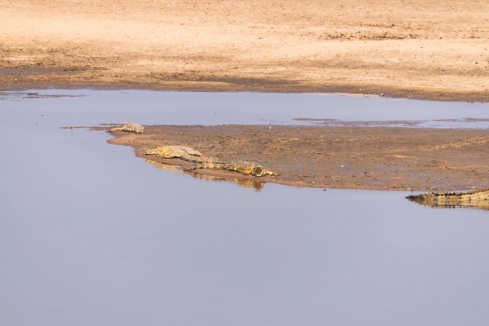 Amazing view of a group of crocodiles resting on the sandy banks of an African river by silentstock639