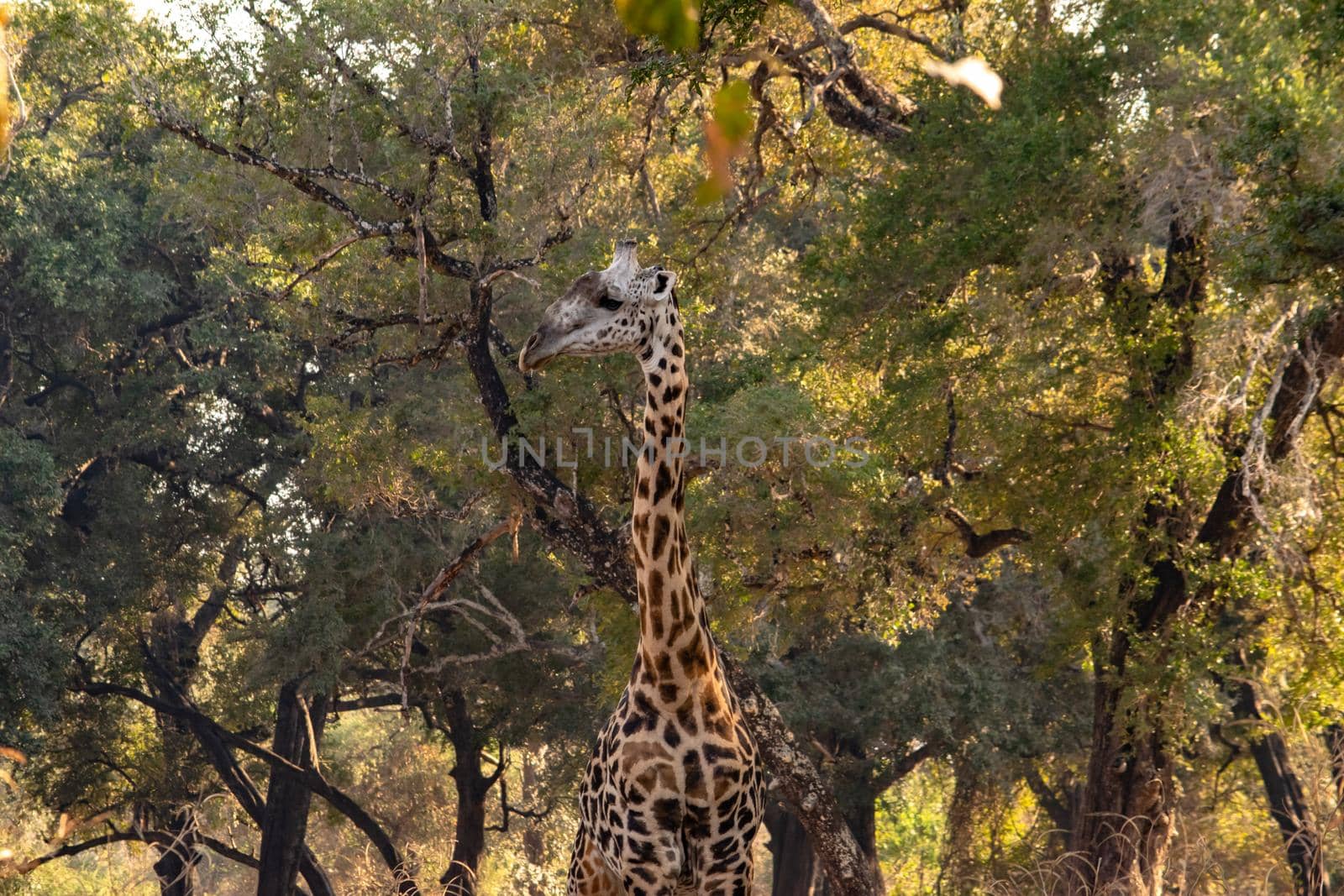 Close-up of a huge giraffe eating in the bush by silentstock639