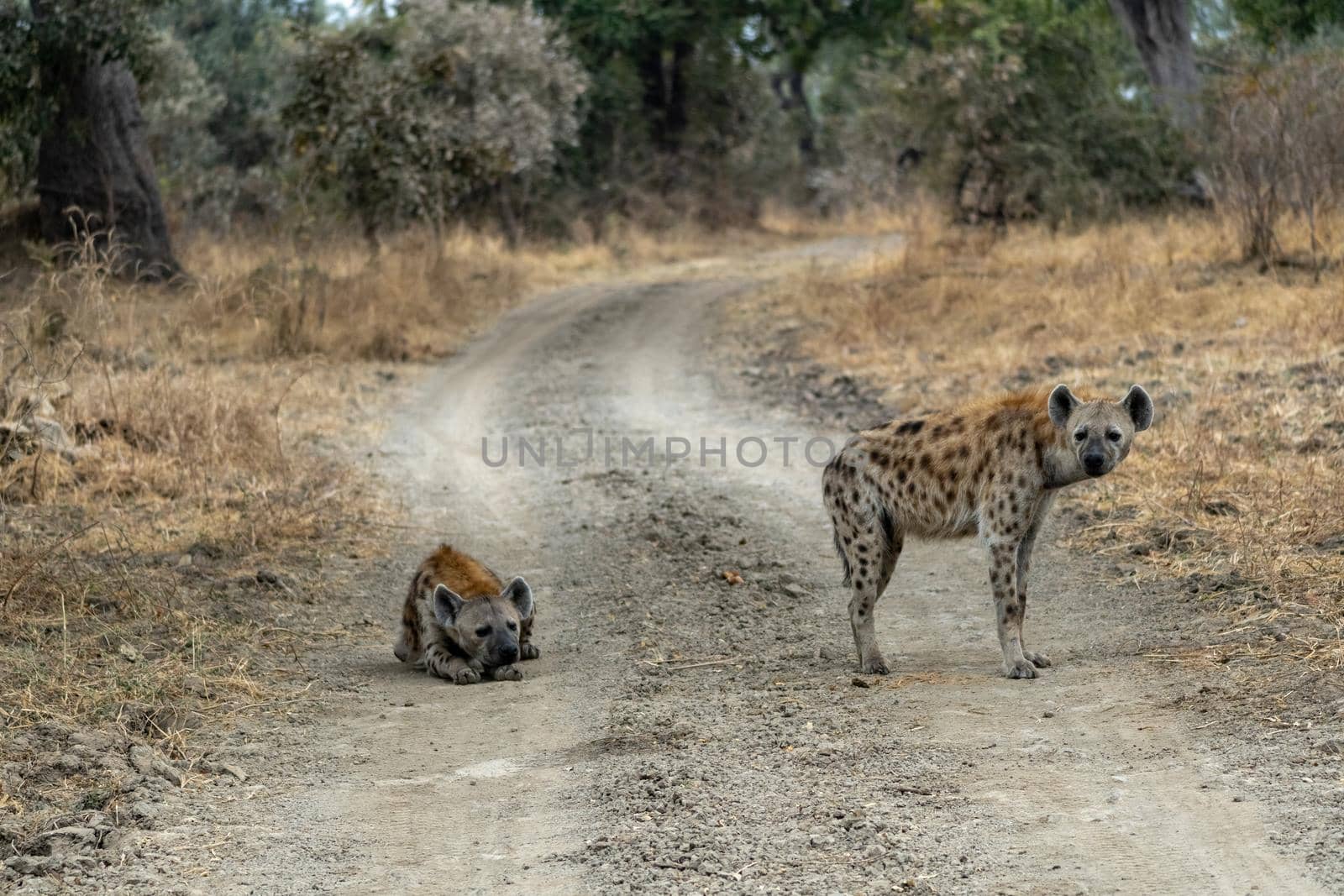 A wonderful closeup of spotted hyenas in the savanna