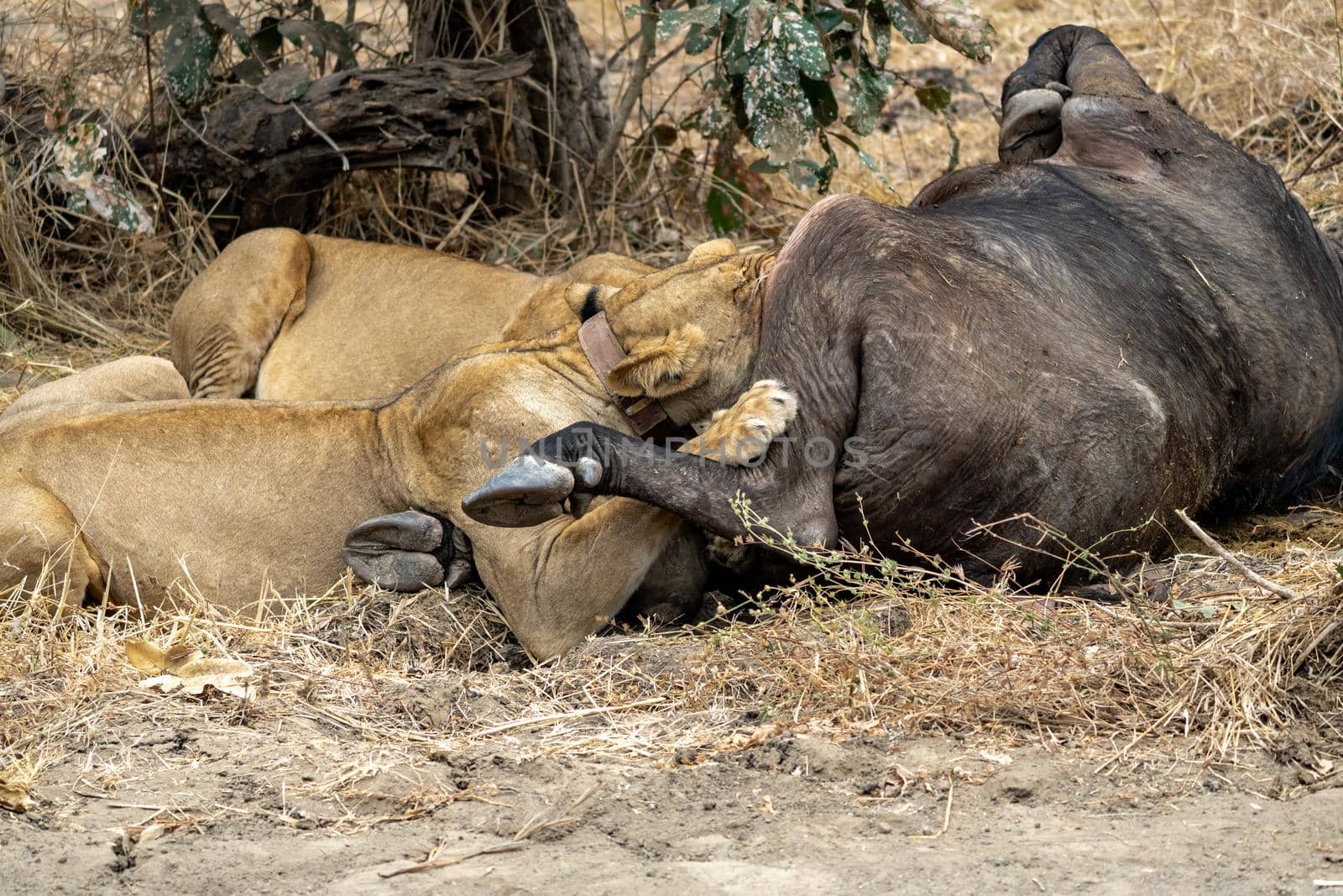 A close-up of a beautiful lioness feeding on a freshly killed buffalo.