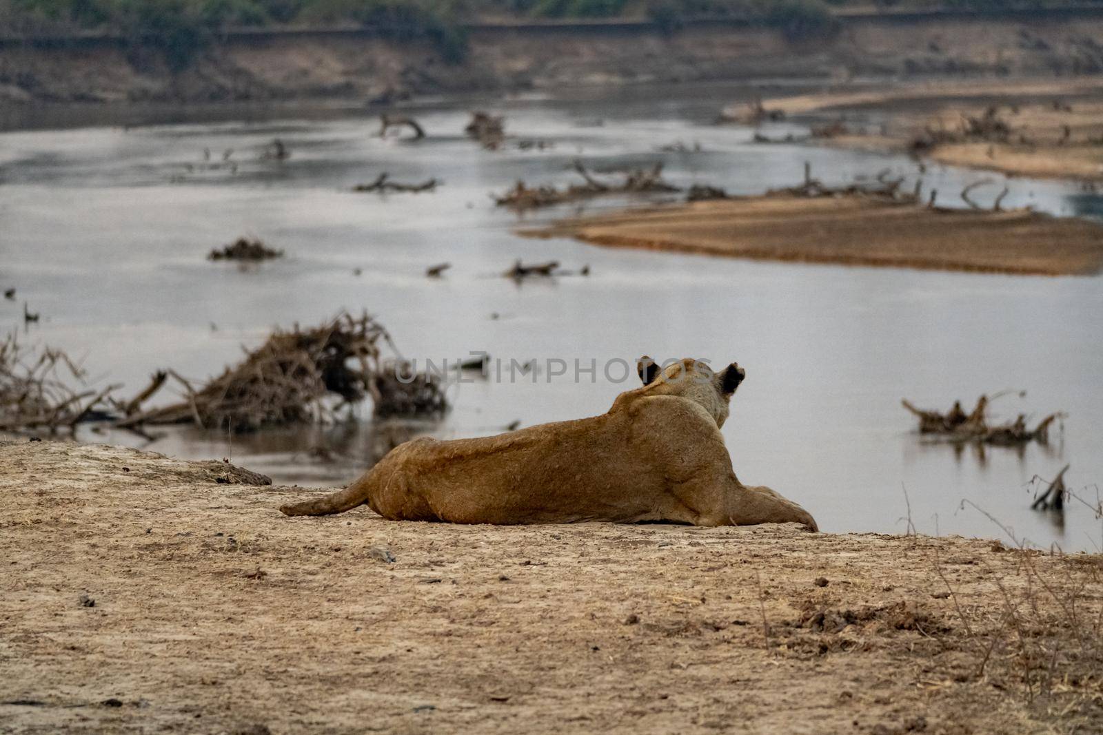 Close-up of a beautiful lioness resting after hunting by silentstock639