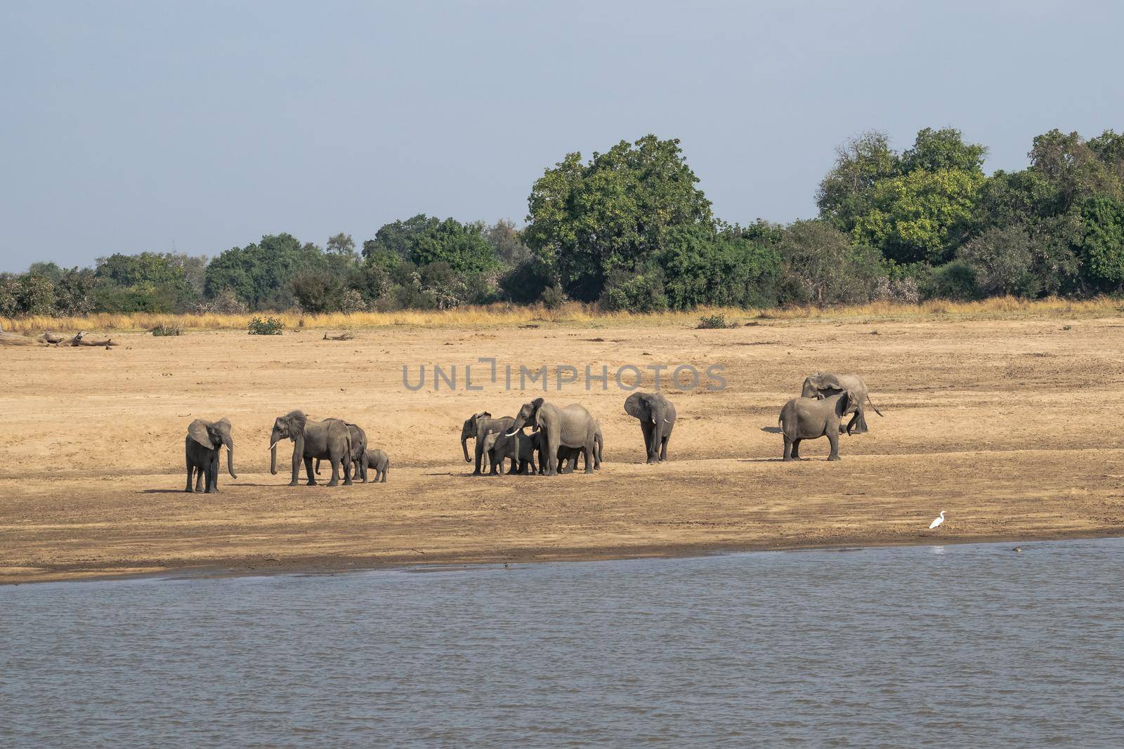 Amazing close up of a elephants family with cubs on the sandy banks of an African river by silentstock639