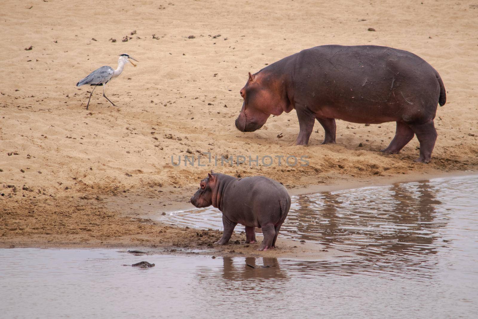 An amazing view of a hippo mother and its cub on the sandy banks of an African river