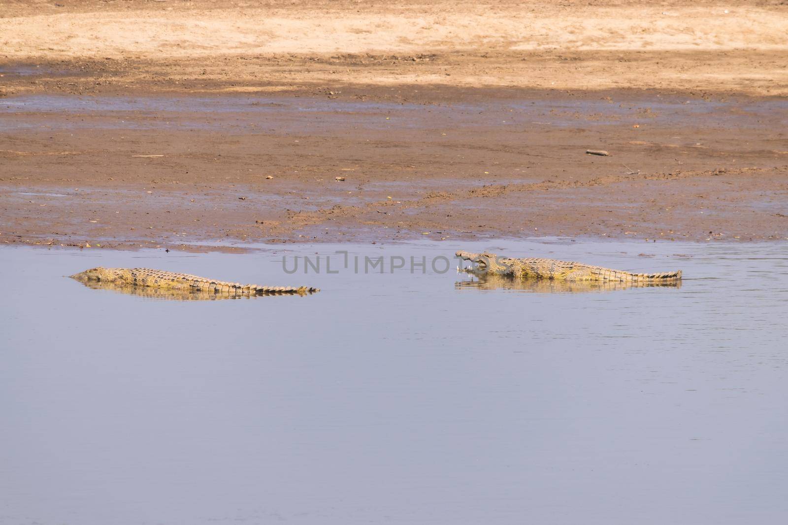 An mazing view of a group of crocodiles resting on the sandy banks of an African river