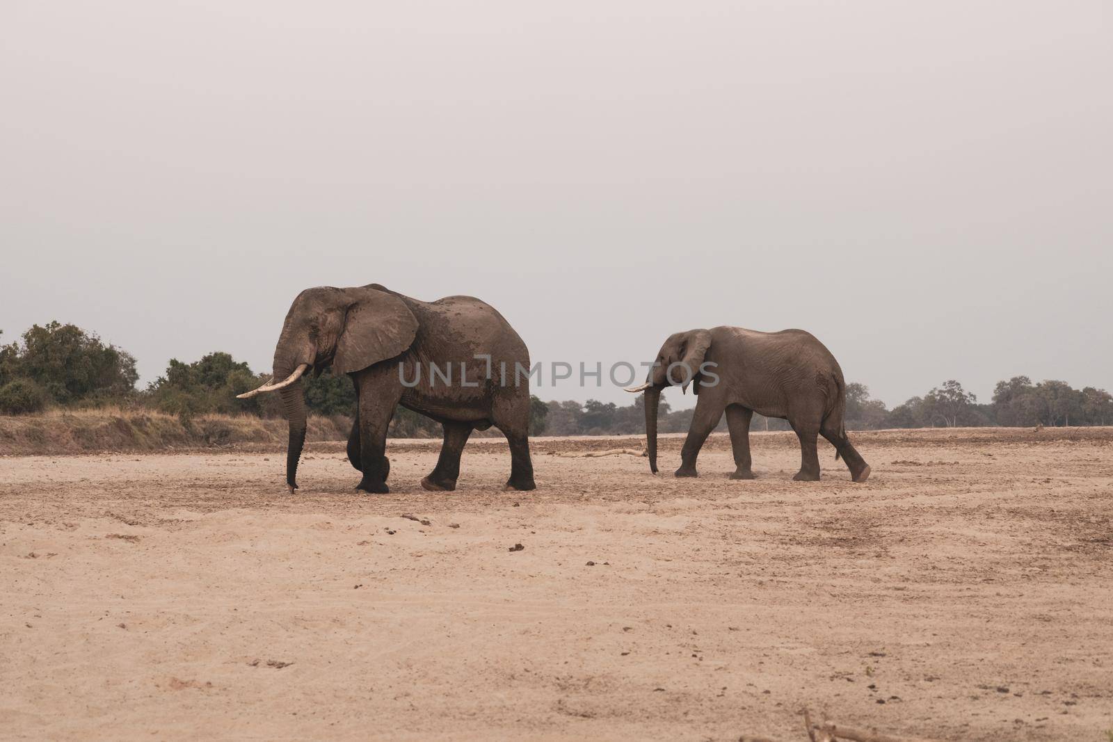 Amazing close up of huge elephants moving on the sandy banks of an African river by silentstock639