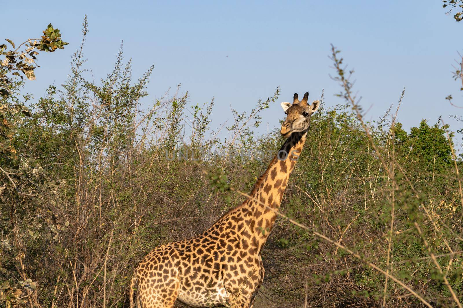 Close-up of a huge giraffe eating in the bush by silentstock639