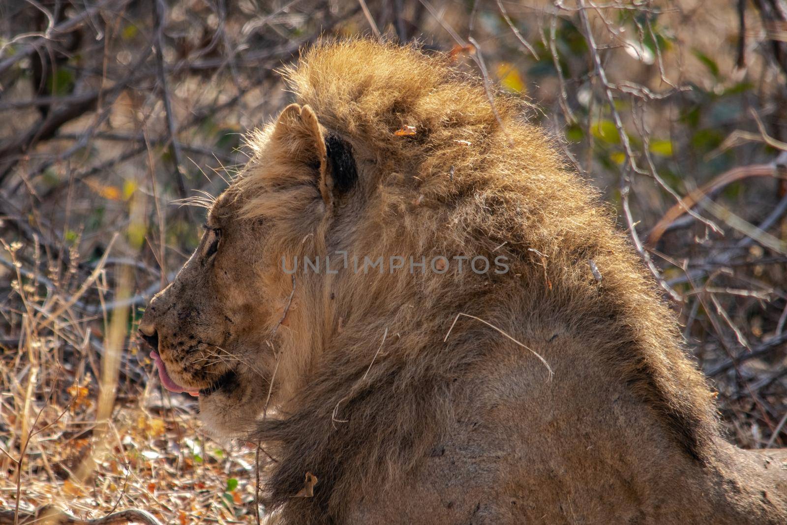 Close-up of a beautiful lion resting after hunting by silentstock639