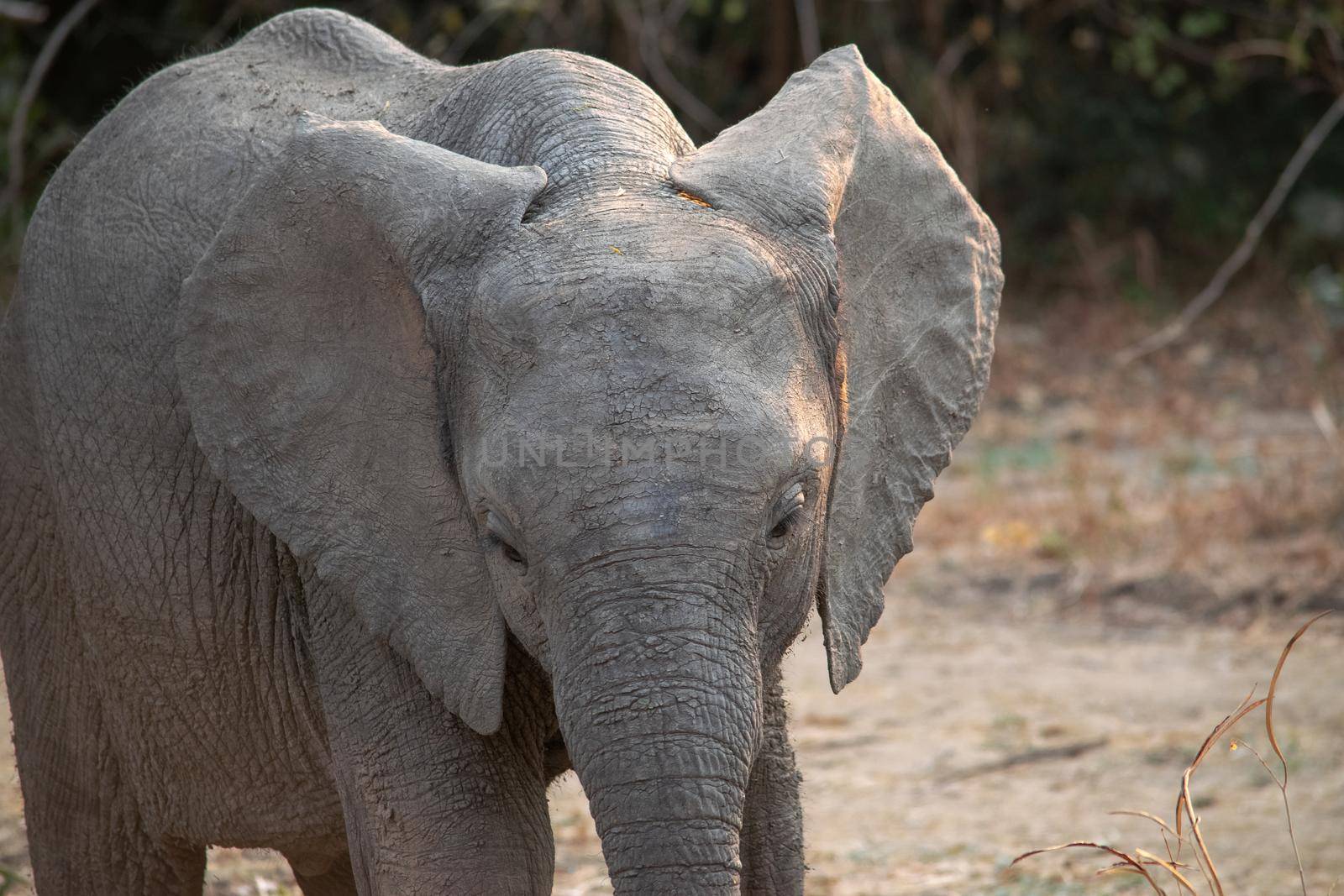 An amazing close up of an elephant cub on the sandy banks of an African river