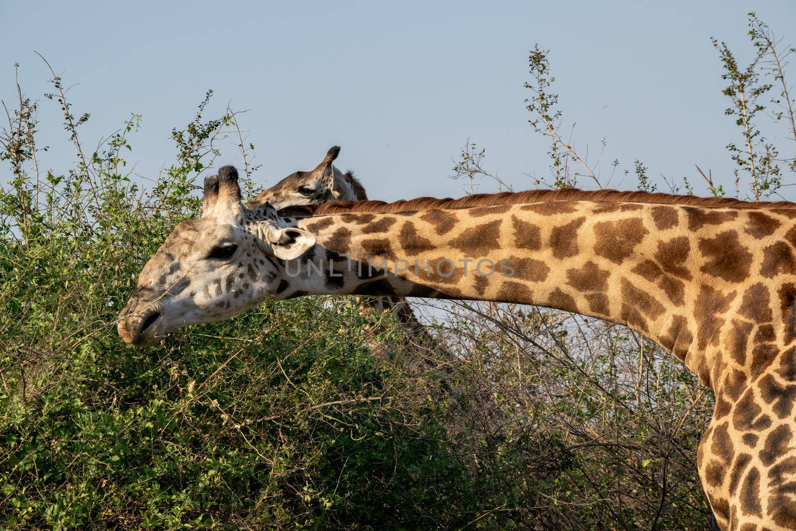 Close-up of a huge giraffe eating in the bush by silentstock639