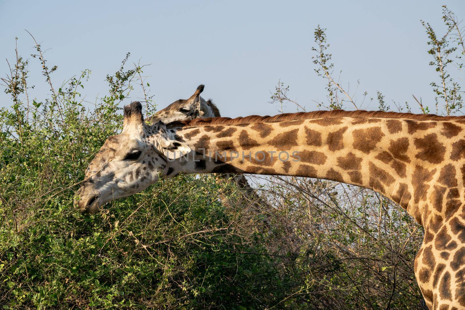 Close-up of a huge giraffe eating in the bush by silentstock639