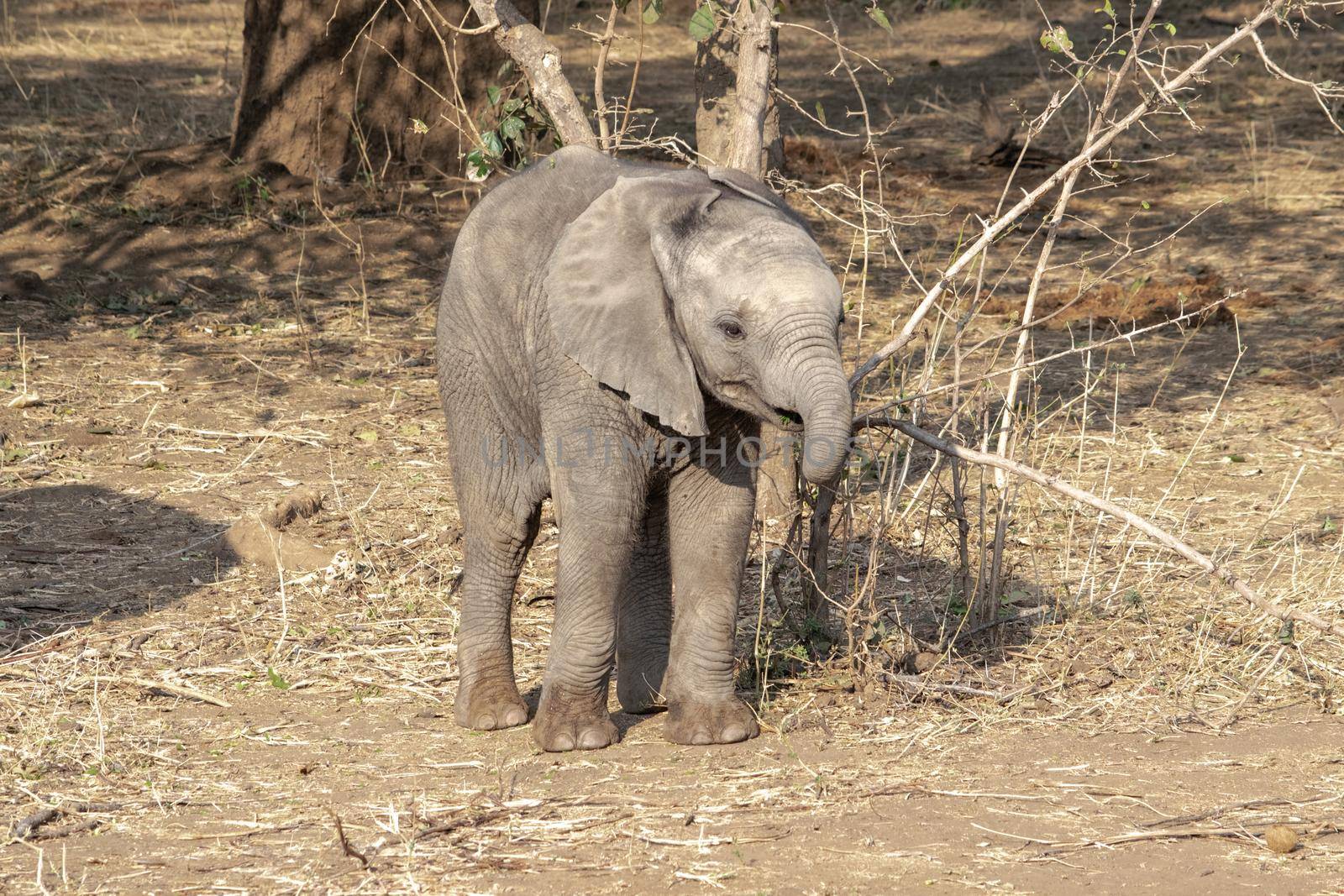 An amazing close up of an elephant cub on the sandy banks of an African river