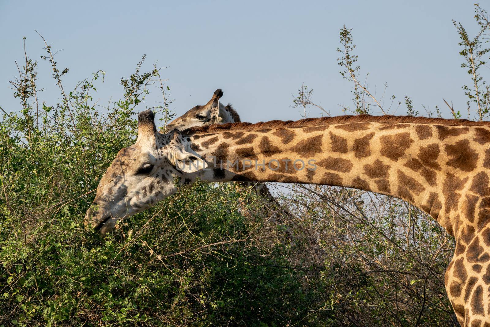 A close-up of a huge giraffe eating in the bush