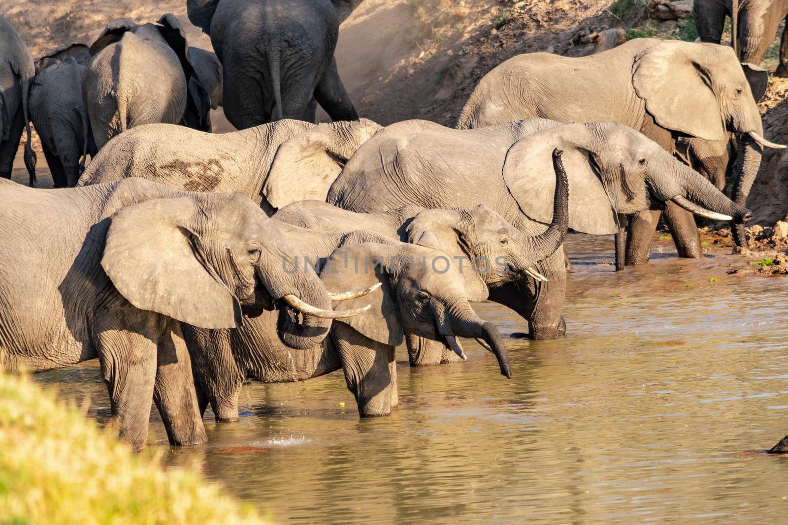 Amazing close up of a huge elephants group crossing the waters of an African river by silentstock639