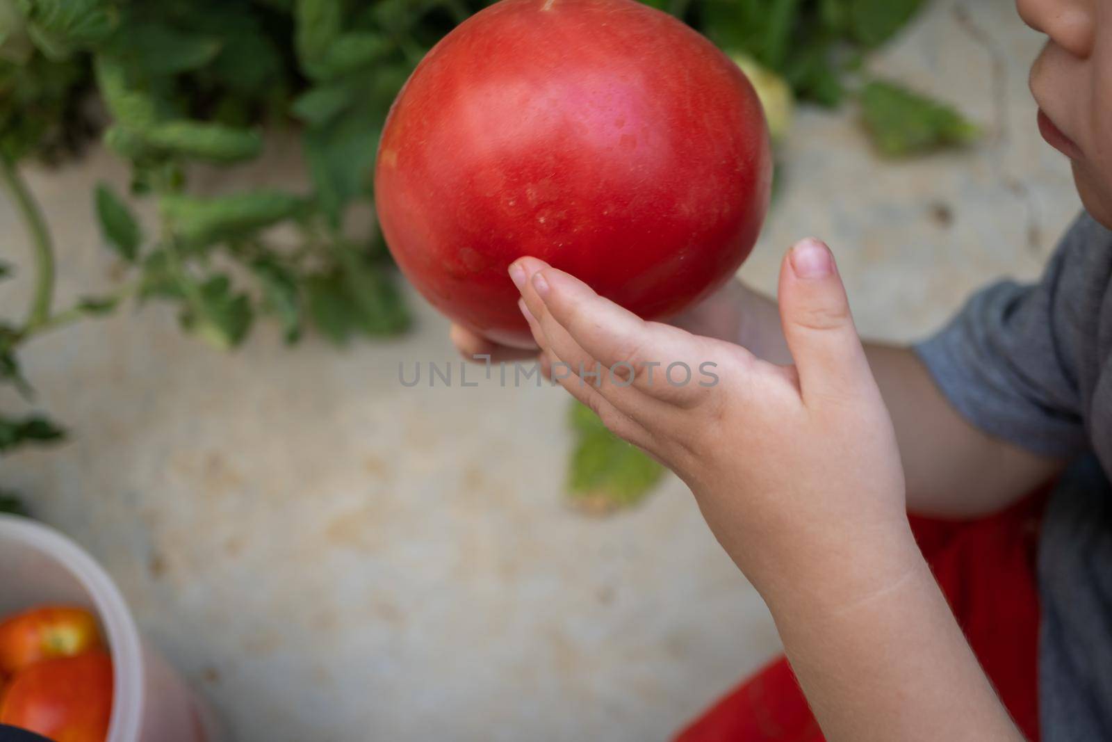 boy picking tomatoes in the garden by joseantona