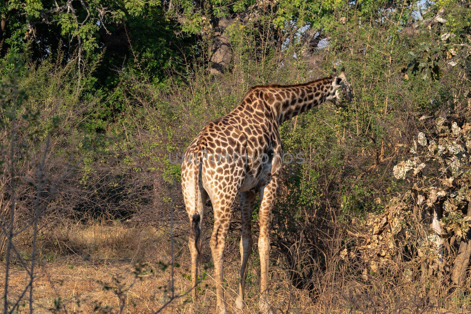 A close-up of a huge giraffe eating in the bush