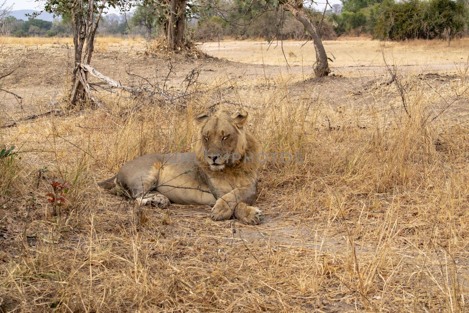 Close-up of a beautiful lion resting after hunting by silentstock639