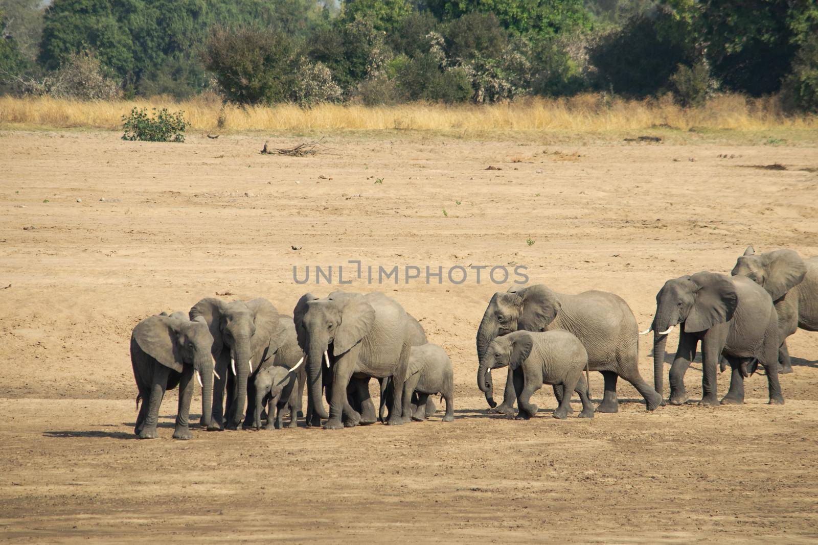 An amazing close up of a elephants family with cubs on the sandy banks of an African river