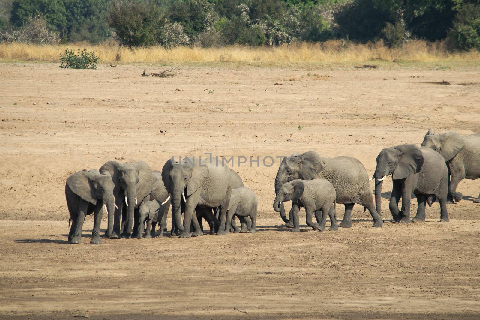 An amazing close up of a elephants family with cubs on the sandy banks of an African river