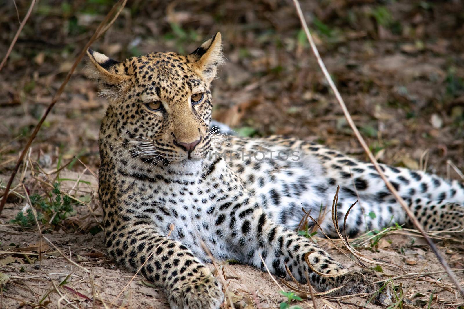 Close-up of a leopard cub resting in the bush after eating by silentstock639