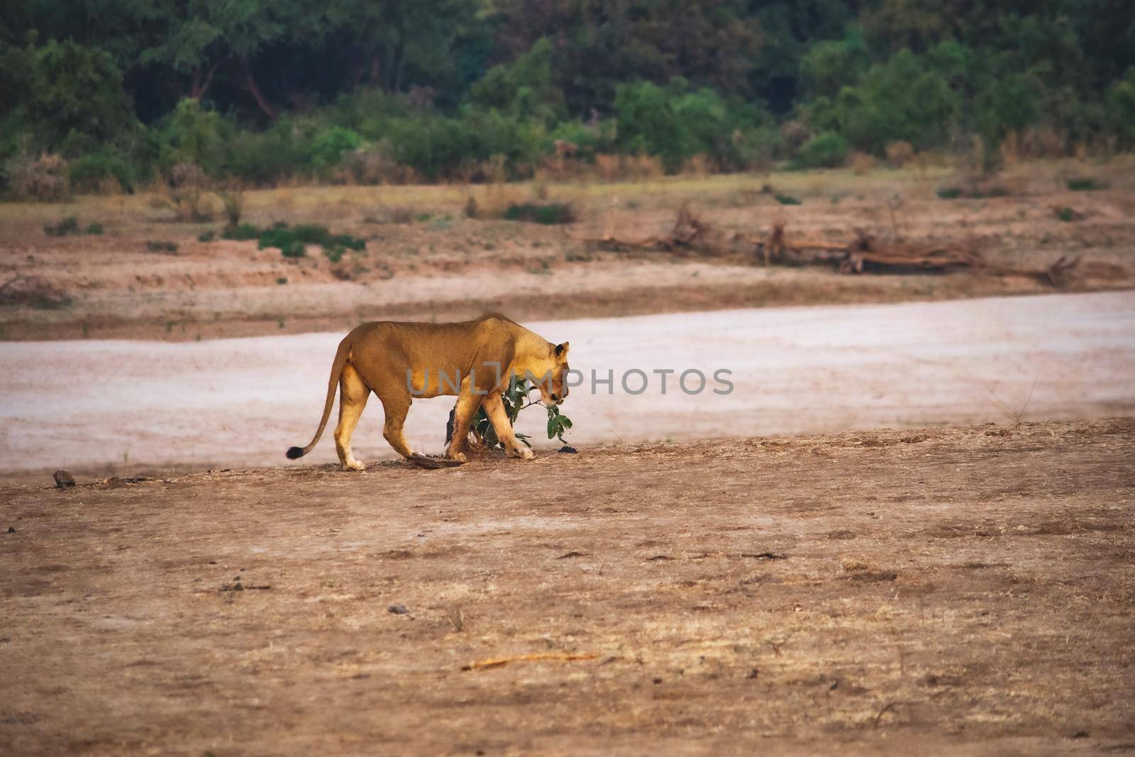 A close-up of a beautiful lioness moving along the river bank
