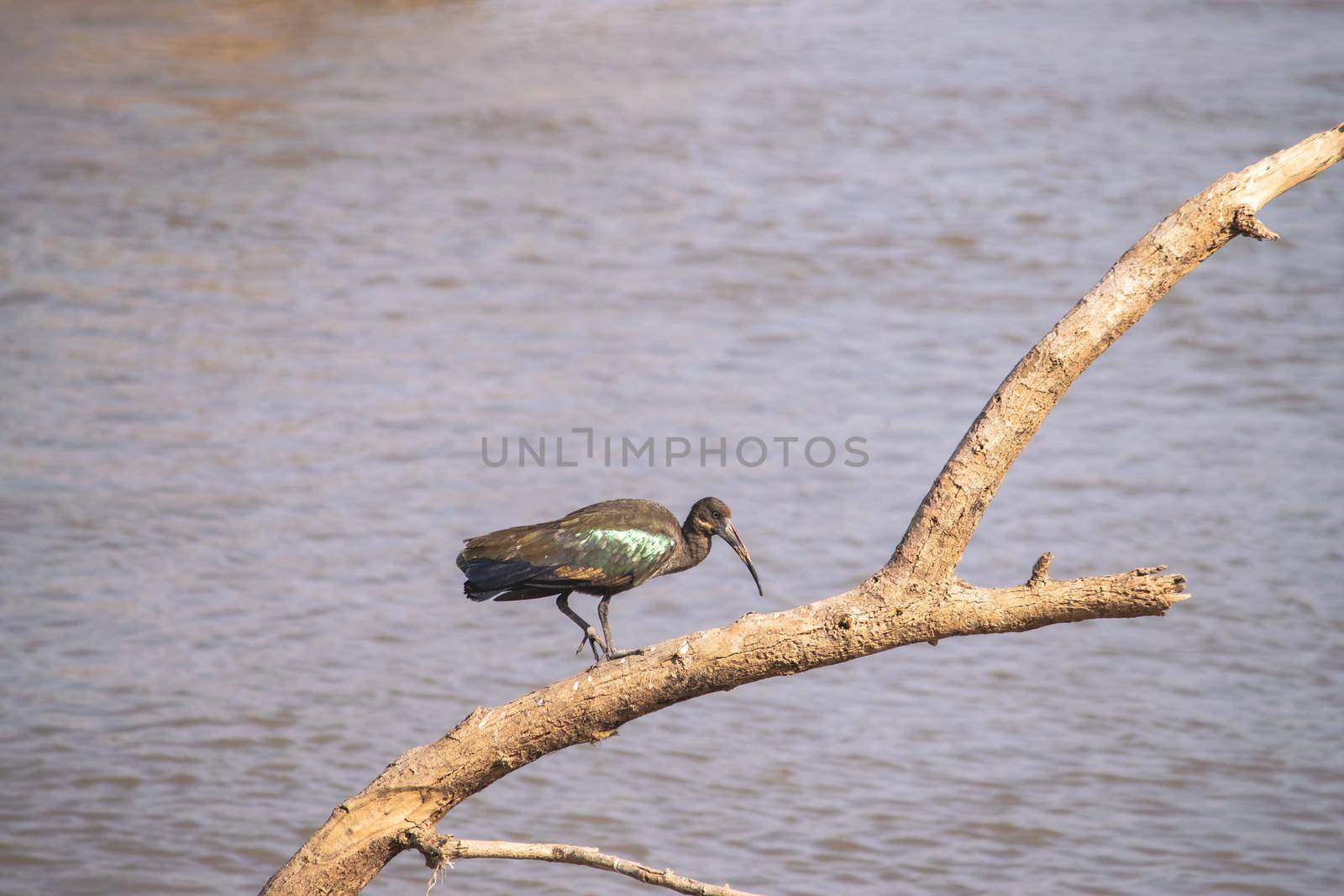 Close-up of a wonderful ibis hadada standing on a tree by silentstock639