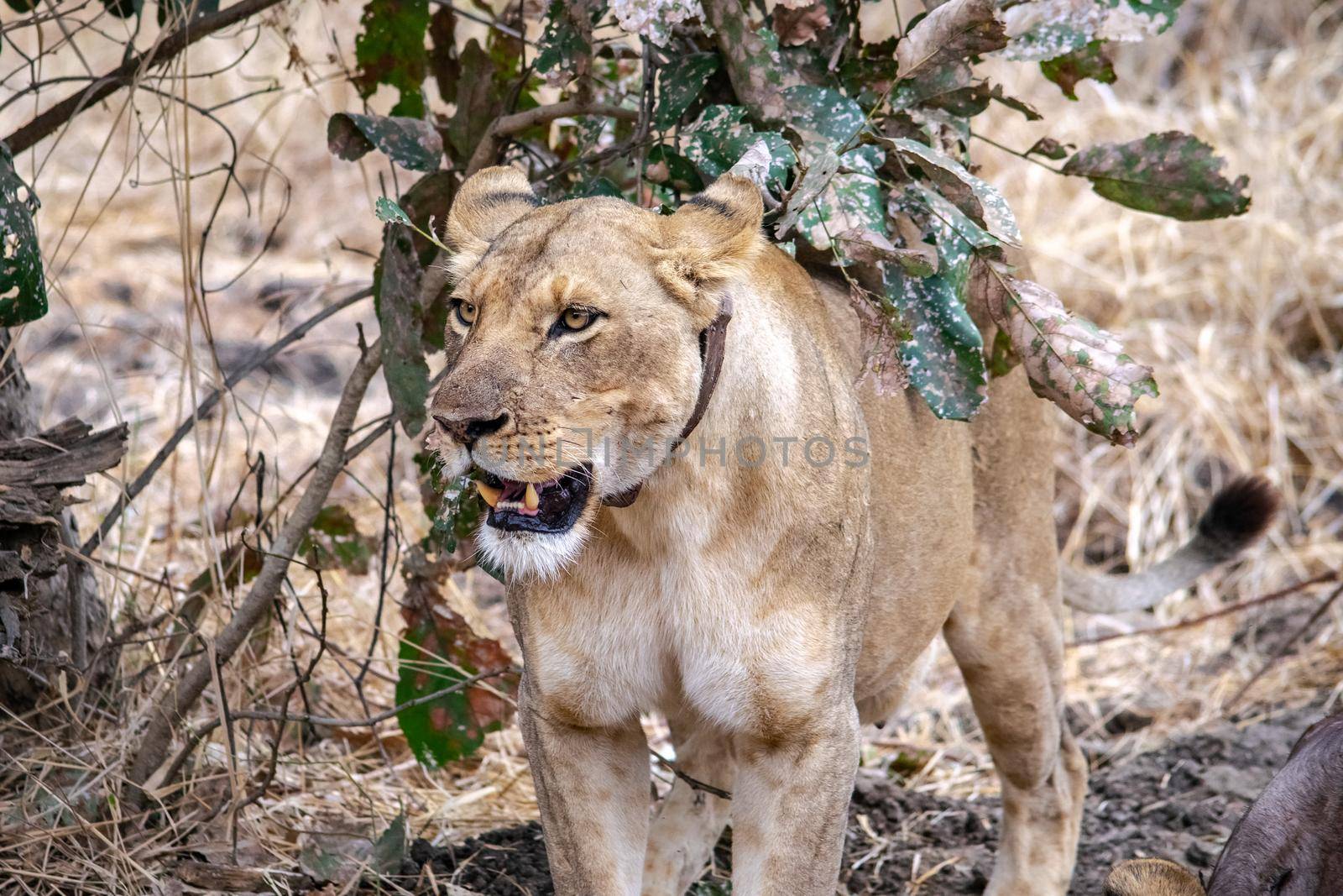 A close-up of a beautiful lioness moving around a freshly killed buffalo