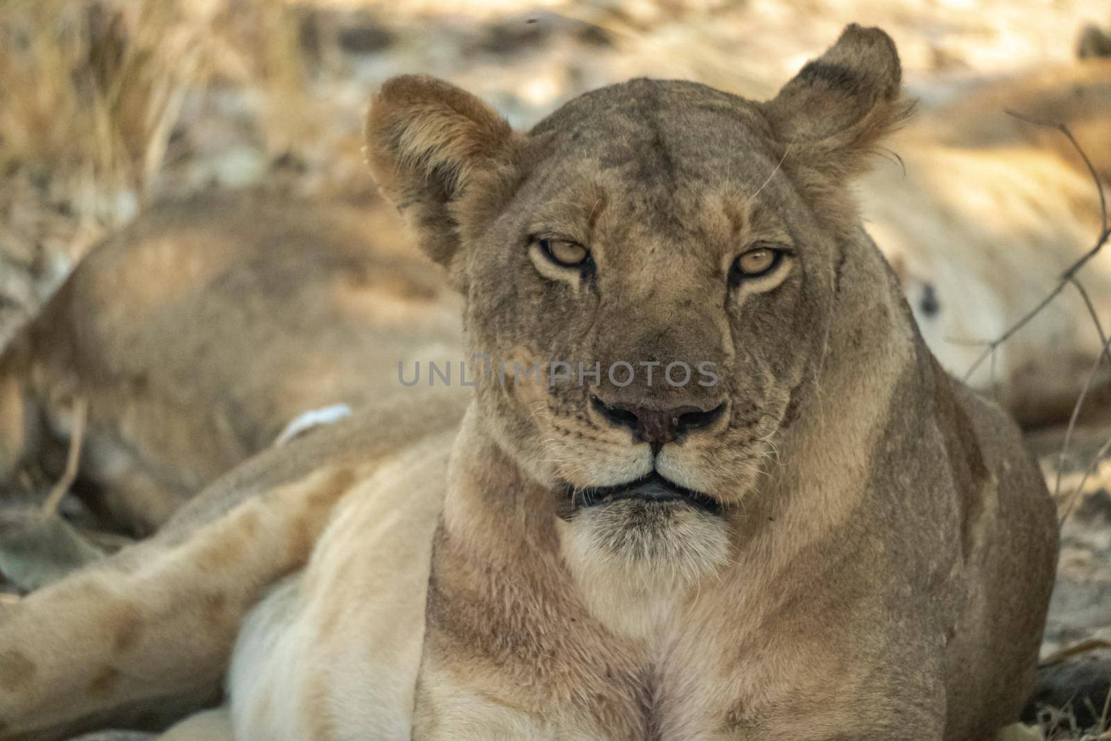 A close-up of a beautiful lioness resting after hunting