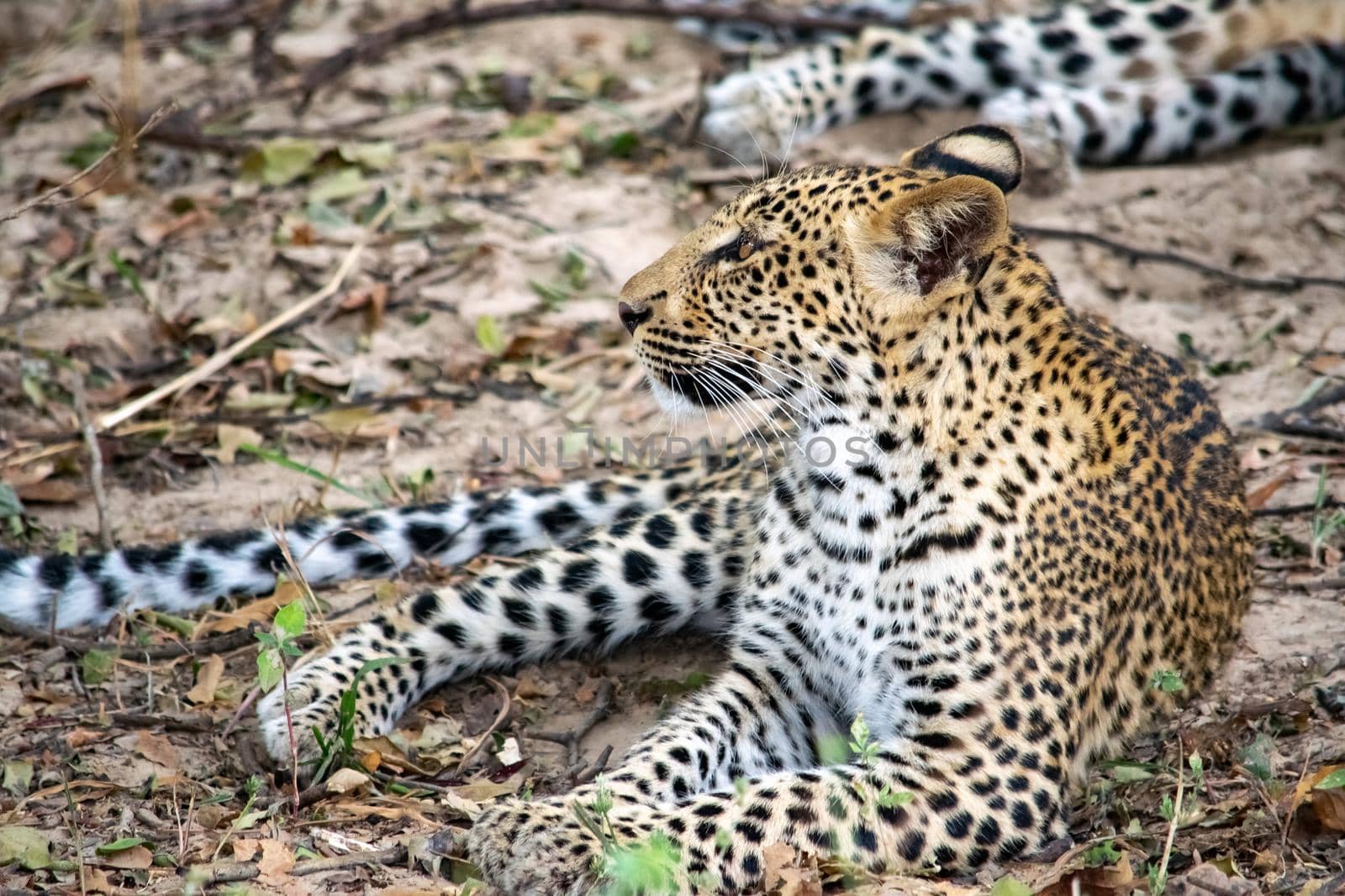 Close-up of a leopard resting in the bush after eating by silentstock639
