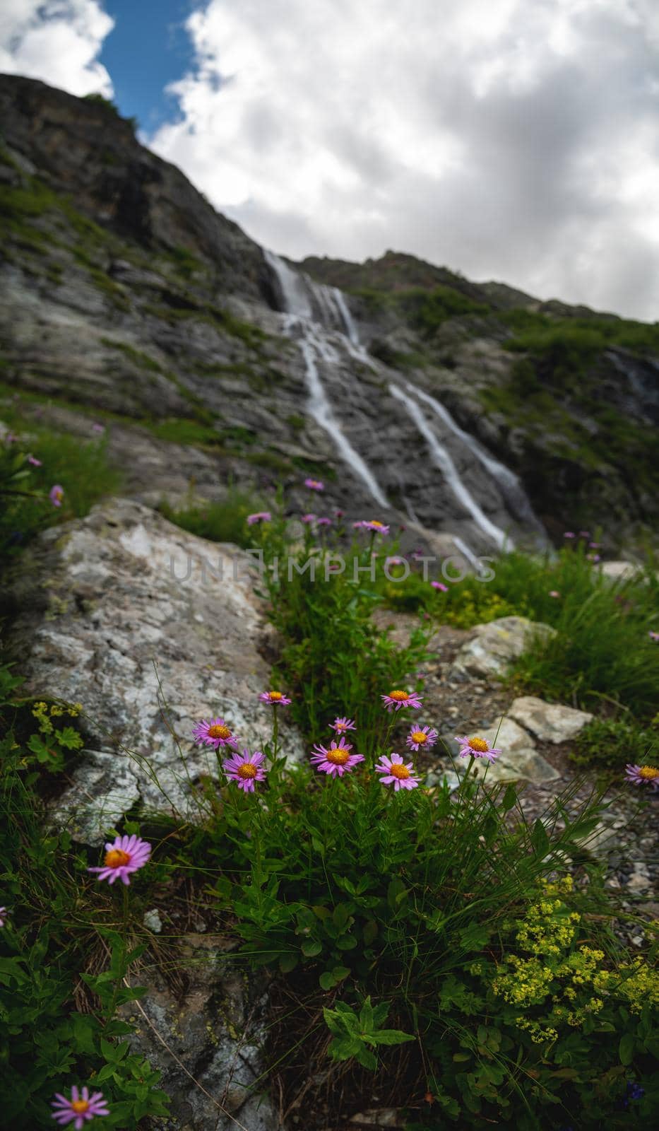 pink mountain flowers close-up, against the background of a blurry waterfall falling from a sheer cliff.