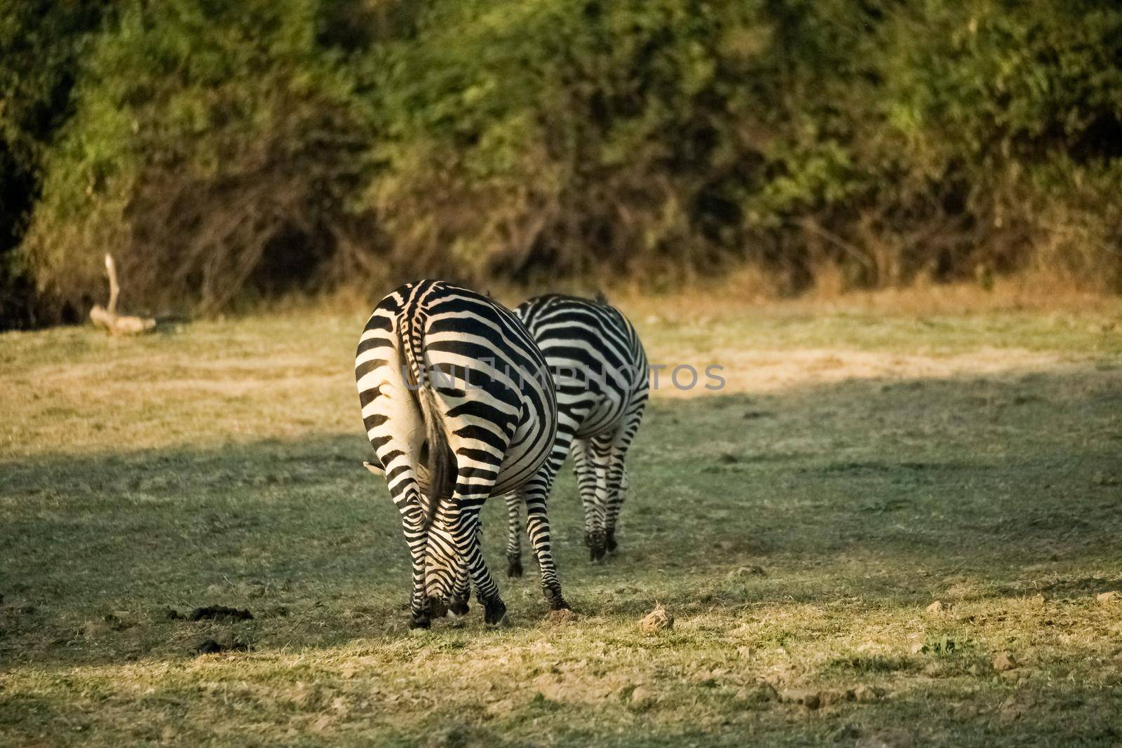 A close-up of a group of zebras eating in the savanna