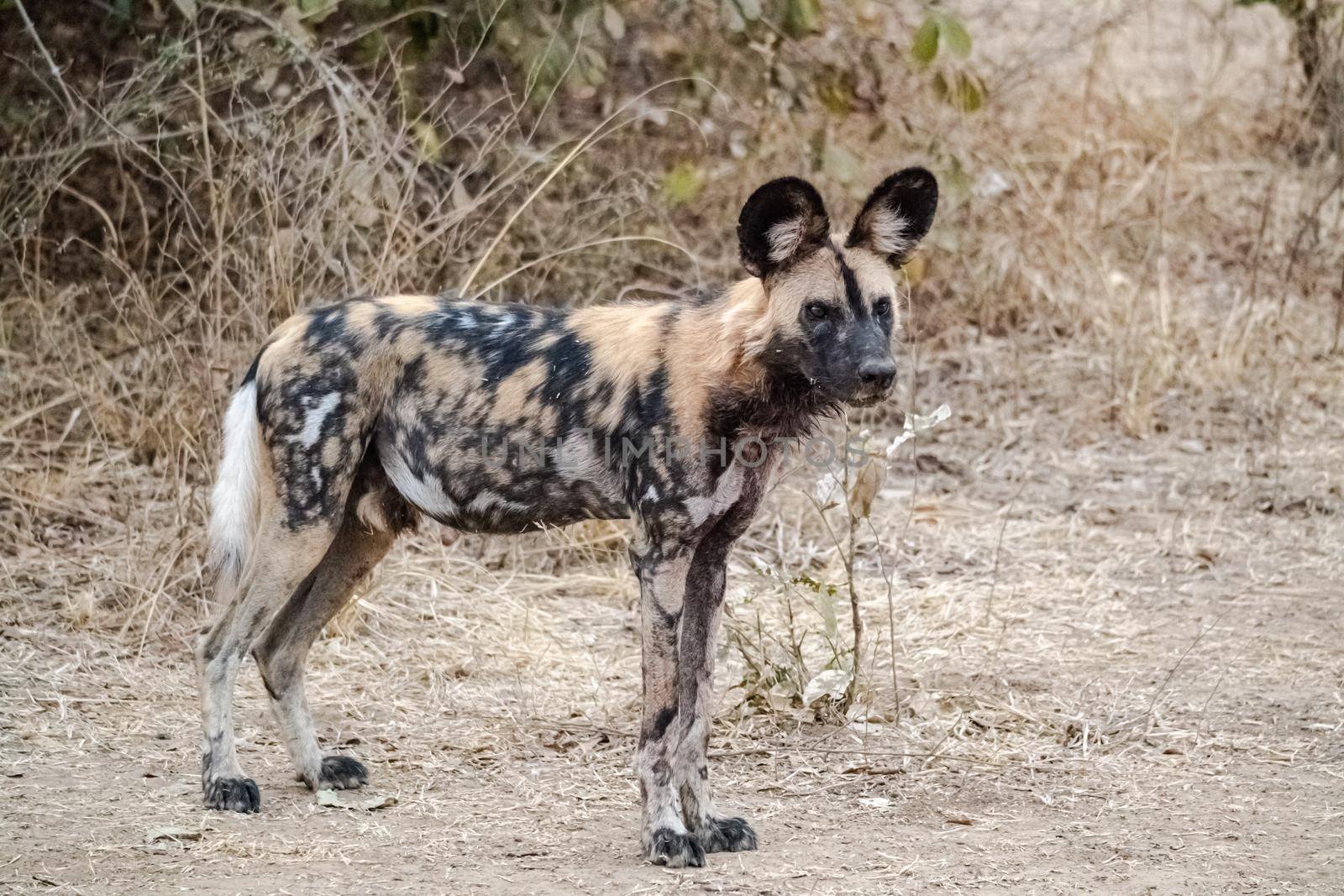 A close-up of a beautiful wild dog in the savannah