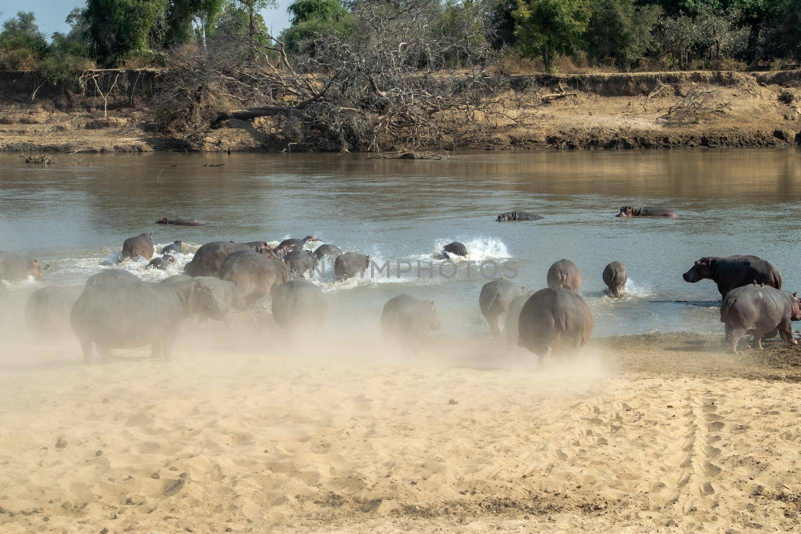 Amazing view of a huge group of hippos running into the waters of an African river by silentstock639