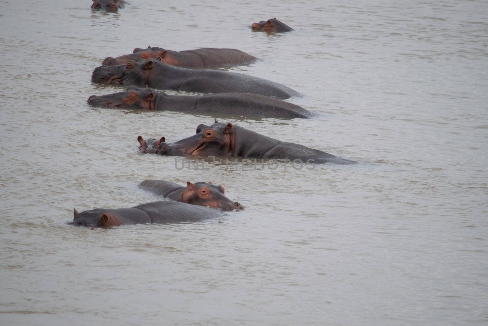 Amazing view of a group of hippos resting in African river by silentstock639