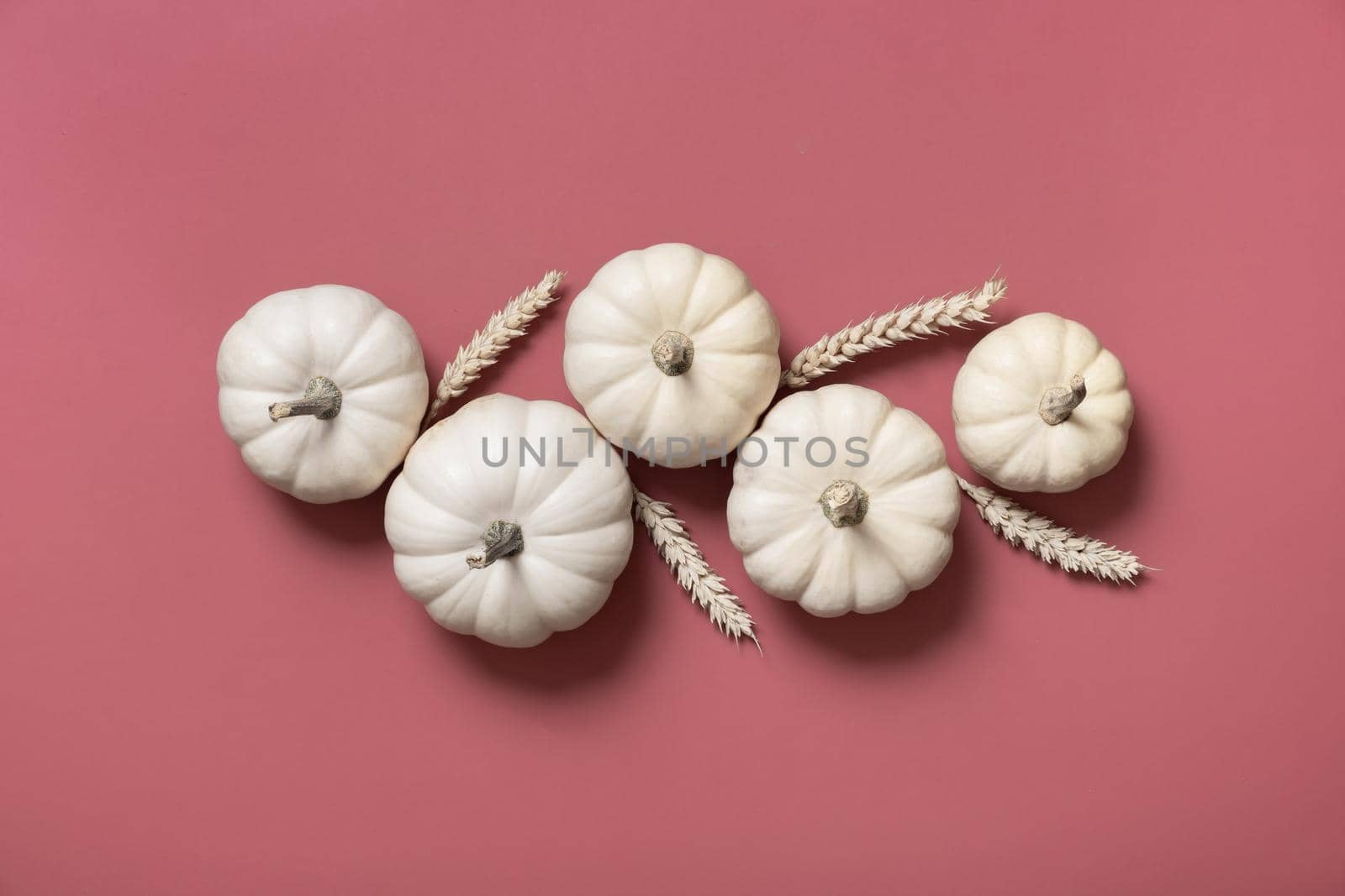 Group of white decorative pumpkins with ears of wheat top view on pink background. Autumn flat lay by ssvimaliss
