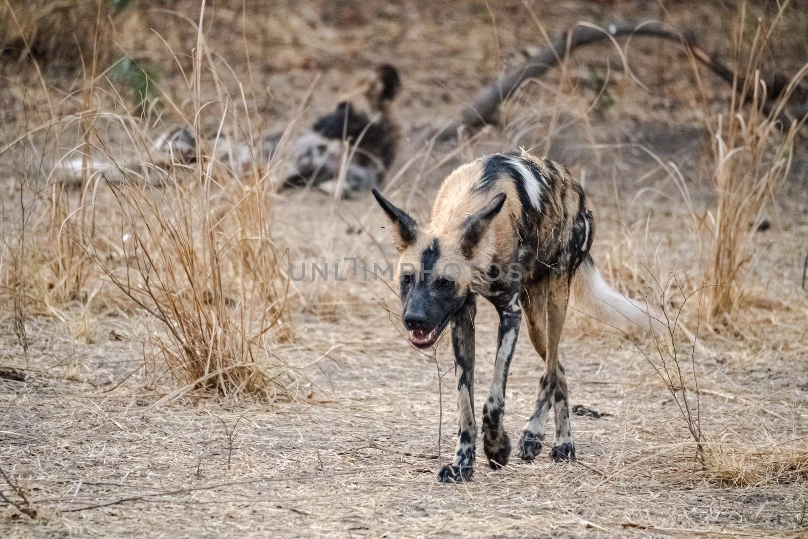 A close-up of a beautiful wild dog in the savannah