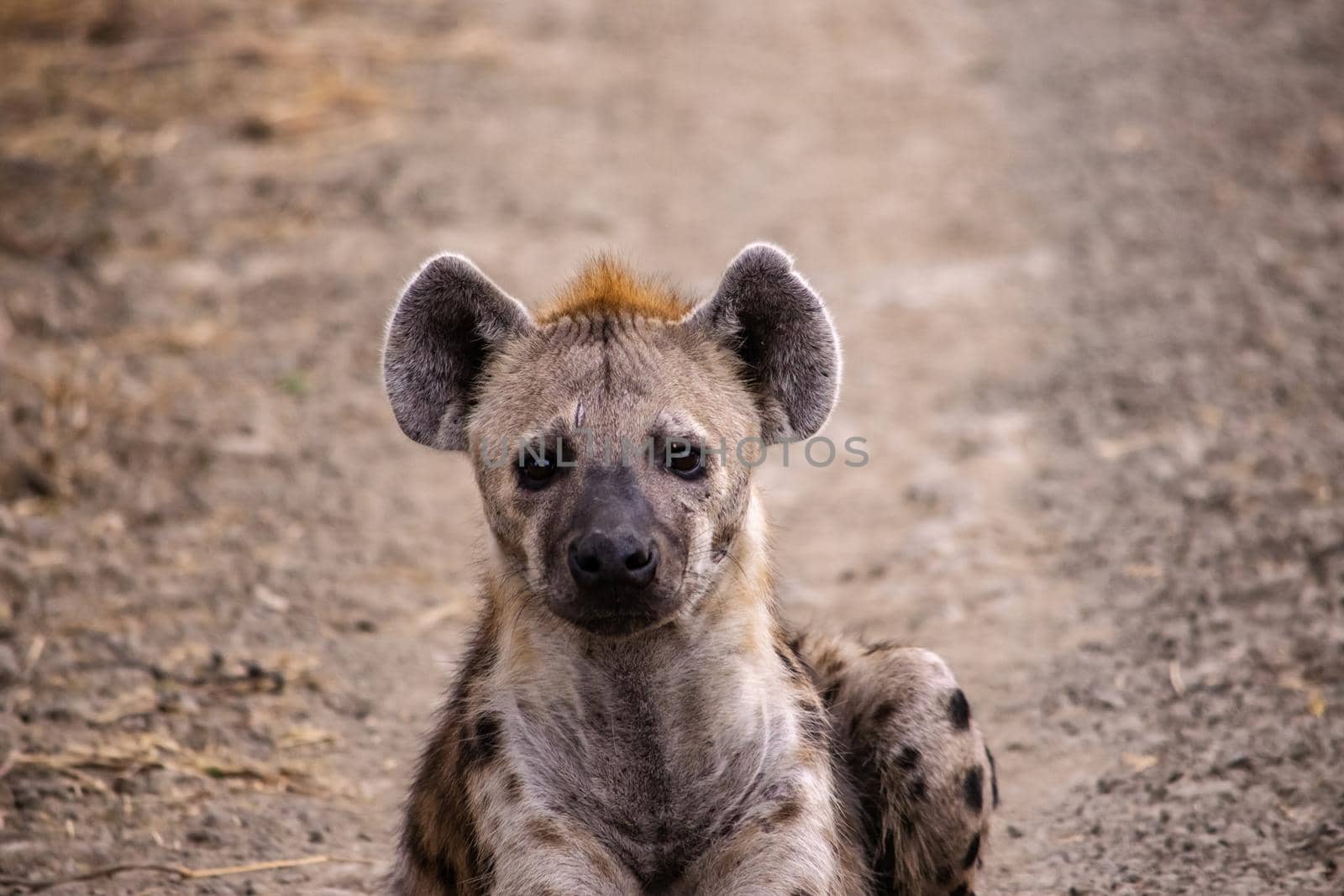 A wonderful closeup of spotted hyena in the savanna