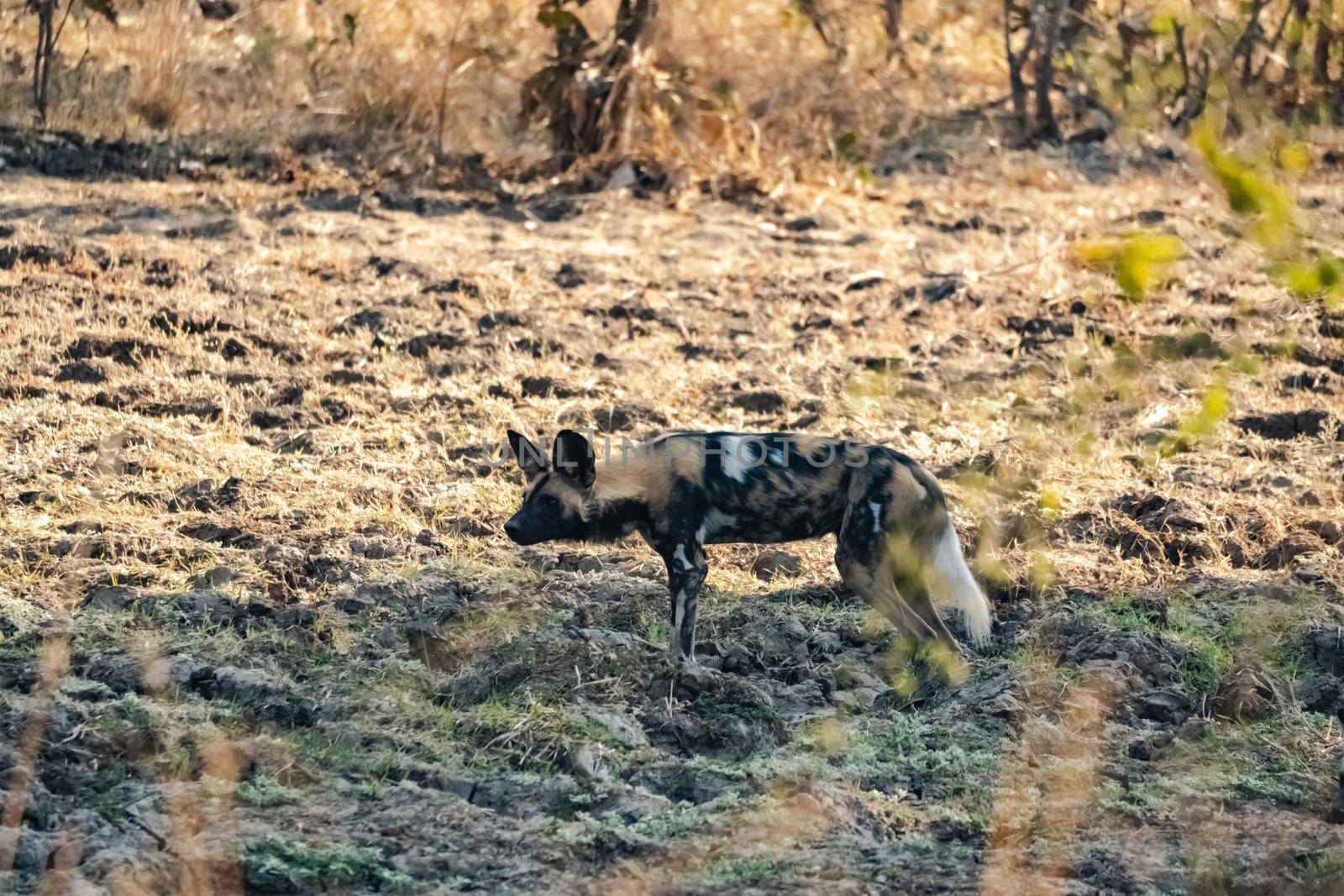 A close-up of a beautiful wild dog in the savannah