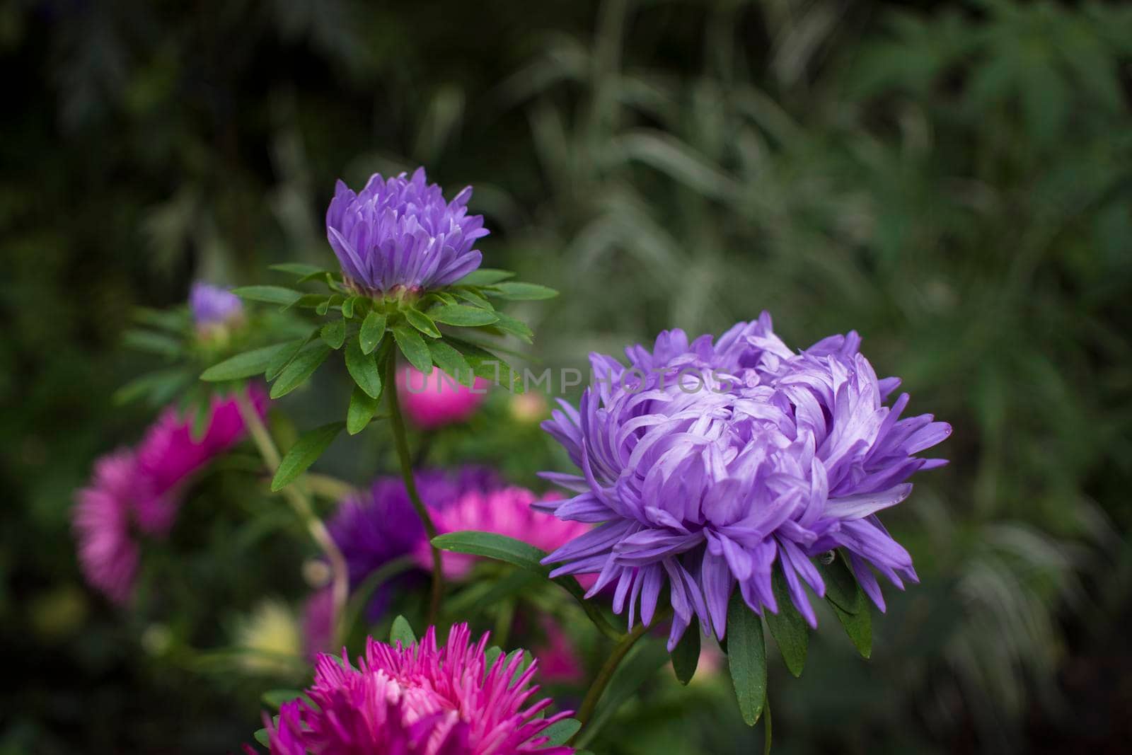 aster flowers on green leaves background. Colorful multicolor aster flowers perennial plant. Close up of aster flower garden bed in early autumn september day in farm field. High quality photo