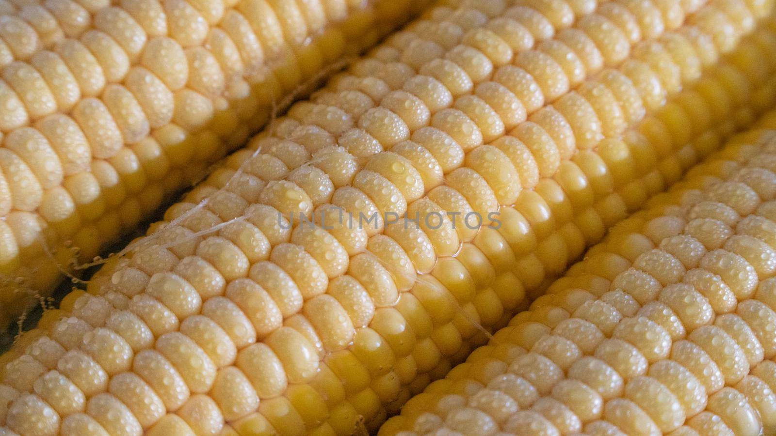 Corn close-up with water droplets. High quality photo