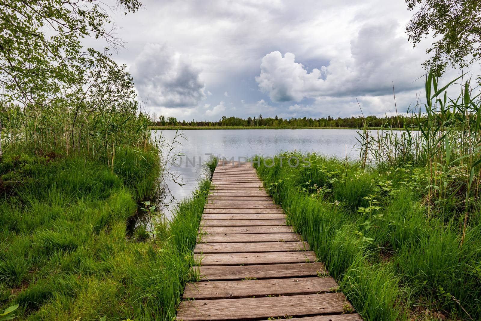 A wooden jetty in green reeds on the lake shore and clouds in the sky,	