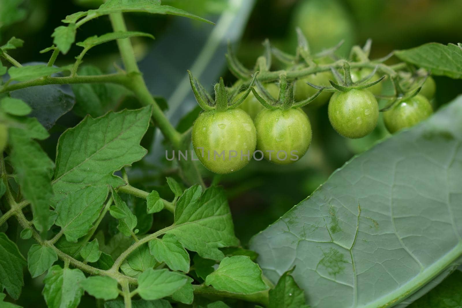 Greesn tomatoes on the bush as a close up by Luise123