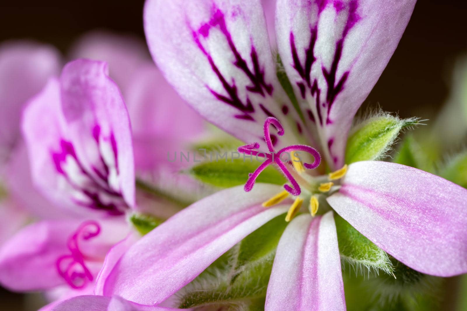 Closeup of beautiful Colorful pelargonium on a sunny day.